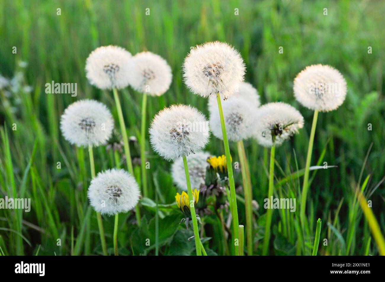 Pappus (Samenkopf) (Löwenzahnuhren) von Taraxacum (Löwenzahn), Frankreich, Europa Stockfoto