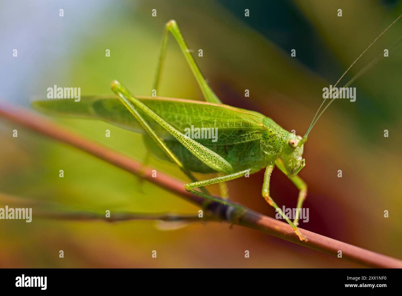 Mittelmeer-Katydid (Phaneroptera nana), Frankreich, Europa Stockfoto