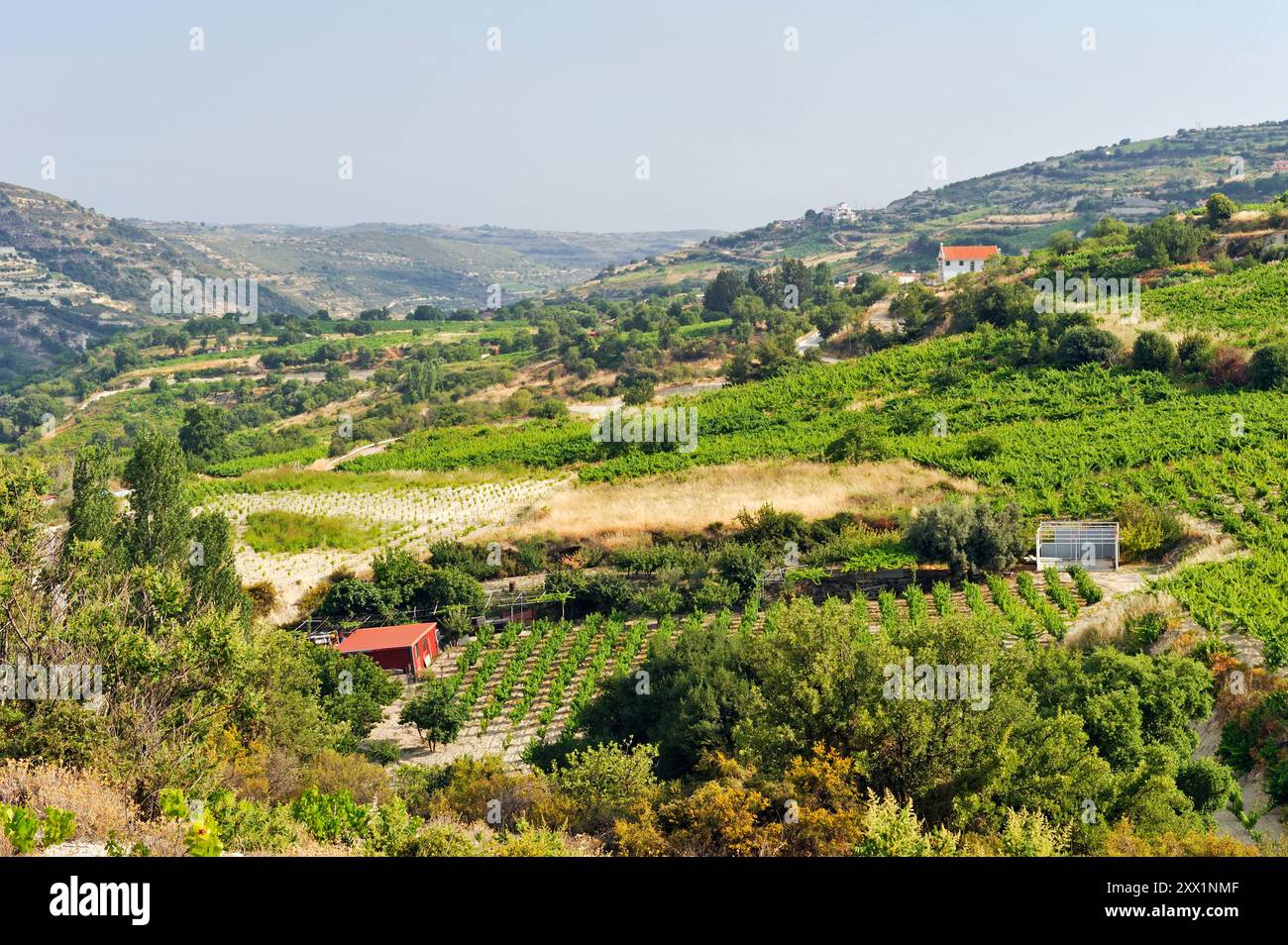 Weinberge rund um Omodos, Troodos-Gebirge, Zypern, östliches Mittelmeer, Europa Stockfoto