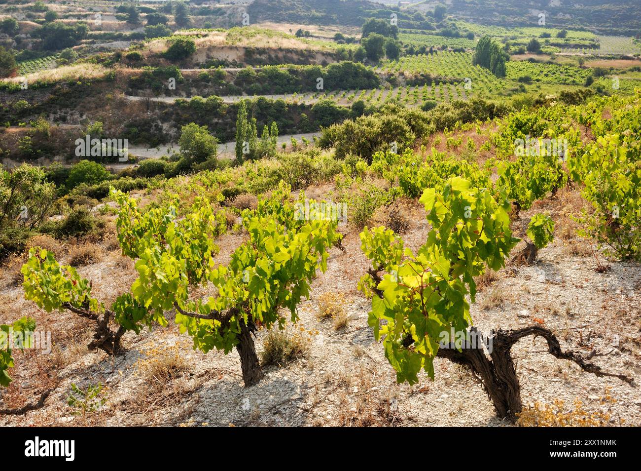 Weinberge rund um Omodos, Troodos-Gebirge, Zypern, östliches Mittelmeer, Europa Stockfoto