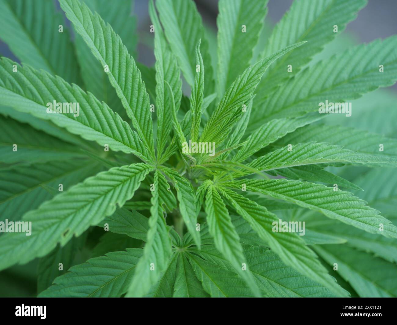 Legale Hanfpflanze im Garten, dekorativ und kurz vor der Blüte. Spiegelt den Wandel der Rechtsvorschriften und die vielfältigen Anwendungen von Hanf im Alltag wider Stockfoto