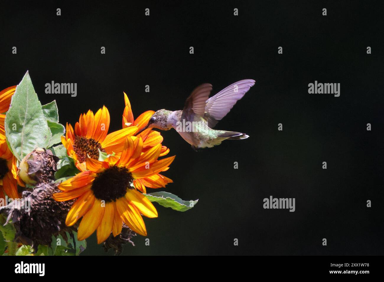 Ein Kolibri, der sich von leuchtenden orangefarbenen und gelben Sonnenblumen vor dunklem Hintergrund ernährt Stockfoto