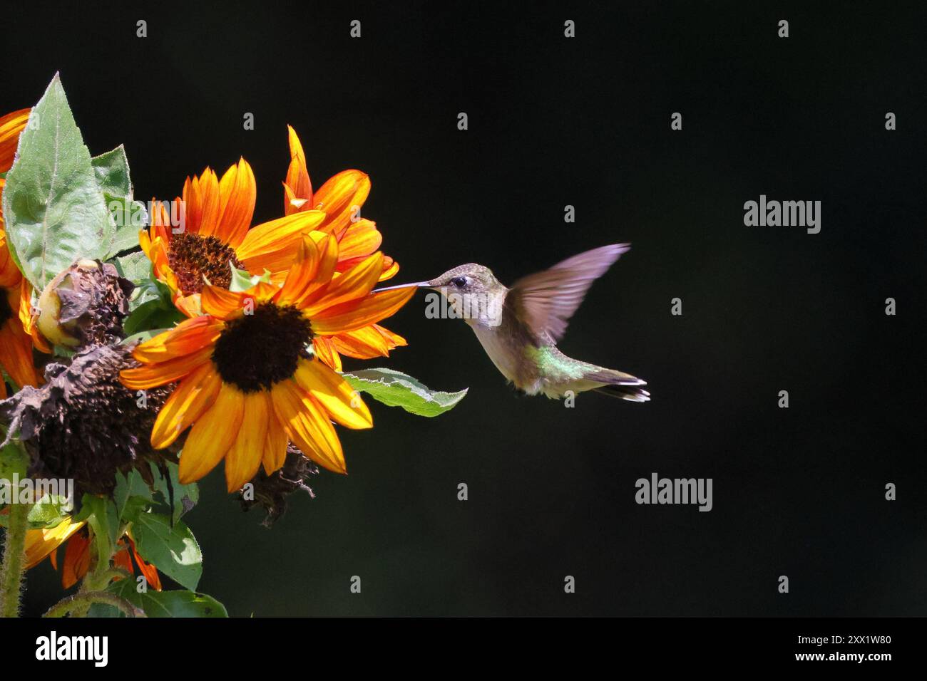 Eine Nahaufnahme eines Kolibris, der sich von leuchtenden orangefarbenen Sonnenblumen vor dunklem Hintergrund ernährt Stockfoto