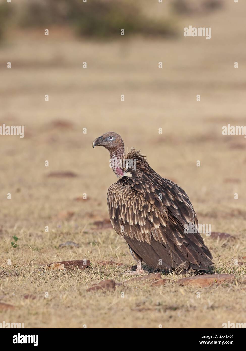 Der Himalaya-Geier ist ein alter Geier, der im Himalaya beheimatet ist, und der angrenzende Tibetische ist einer der beiden größten Geier der Alten Welt. Stockfoto