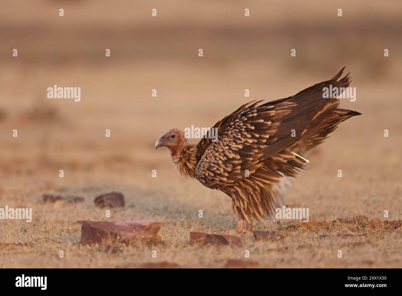 Der Himalaya-Geier ist ein alter Geier, der im Himalaya beheimatet ist, und der angrenzende Tibetische ist einer der beiden größten Geier der Alten Welt. Stockfoto