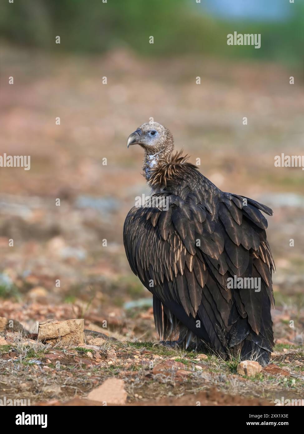 Der Himalaya-Geier ist ein alter Geier, der im Himalaya beheimatet ist, und der angrenzende Tibetische ist einer der beiden größten Geier der Alten Welt. Stockfoto