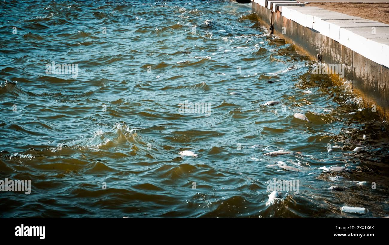 Izmir, Türkei. August 2024. Im Golf von Izmir sind Massenfische aufgrund des Klimawandels und der Umweltverschmutzung gestorben. Tote Fische spülten an der Küste, während Putzmannschaften gesehen wurden, die die Küste von toten Fischen säuberten. Quelle: İdil Toffolo/Alamy Live News Stockfoto