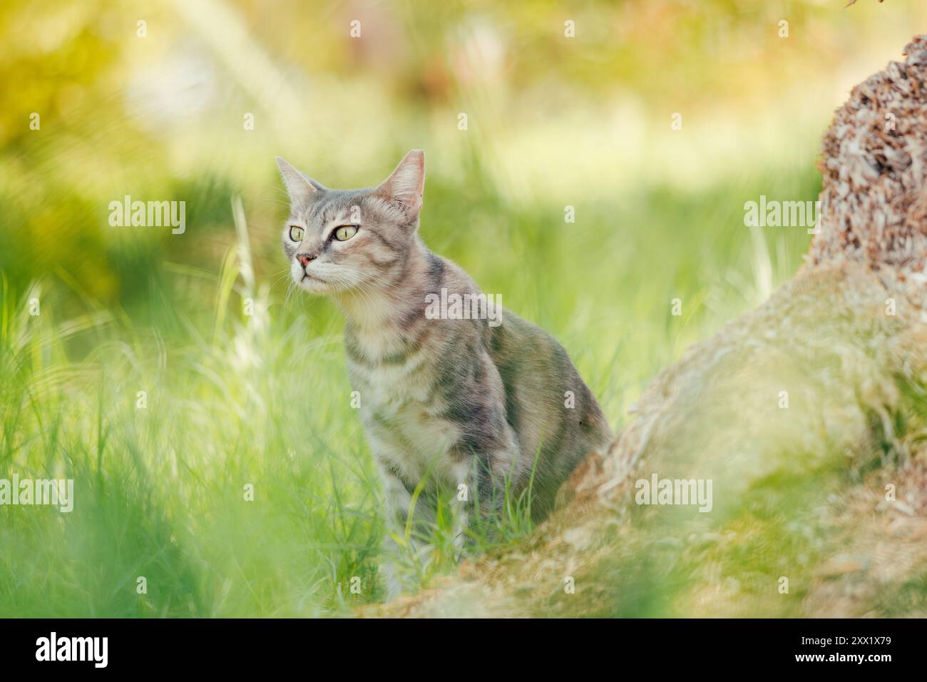 Katze in der Natur. Graue Tabbykatze mit abgeschnittenen Ohrstöpseln schnüffelt in einem Park die Luft. Luftiges, traumhaftes, leichtes Bild Stockfoto