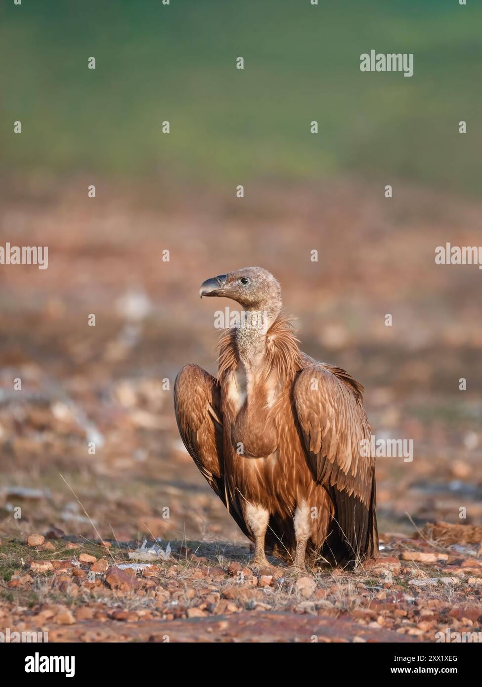 Der Eurasische Gänsegeier (Gyps fulvus) ist ein großer alter Geier in der Greifvogelfamilie Accipitridae. Er wird auch als Gänsegeier bezeichnet. Stockfoto