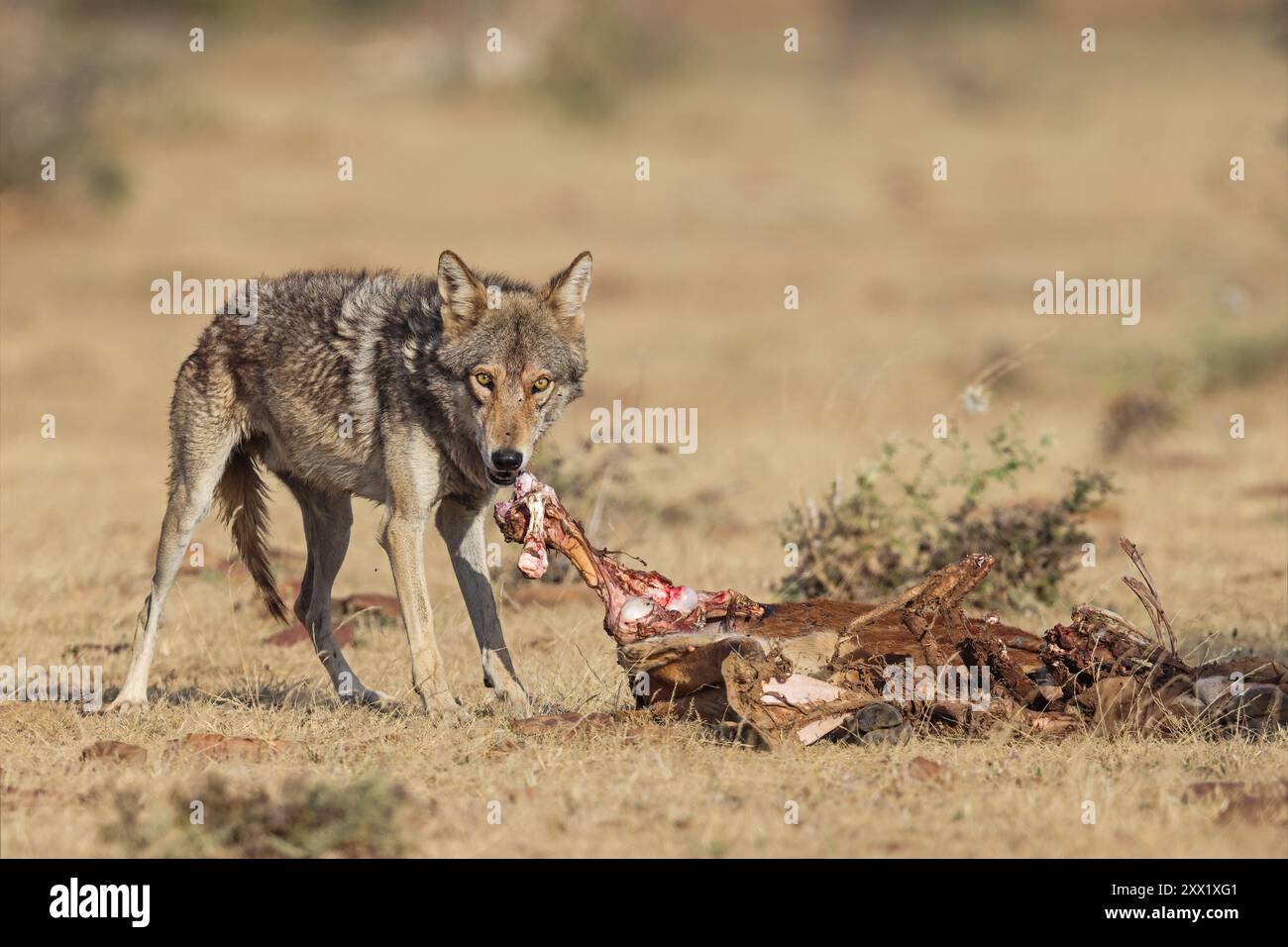 Der indische Wolf ist eine Unterart des Grauwolfs, die von Südwestasien bis zum indischen Subkontinent reicht und eine der am stärksten gefährdeten Arten ist. Stockfoto