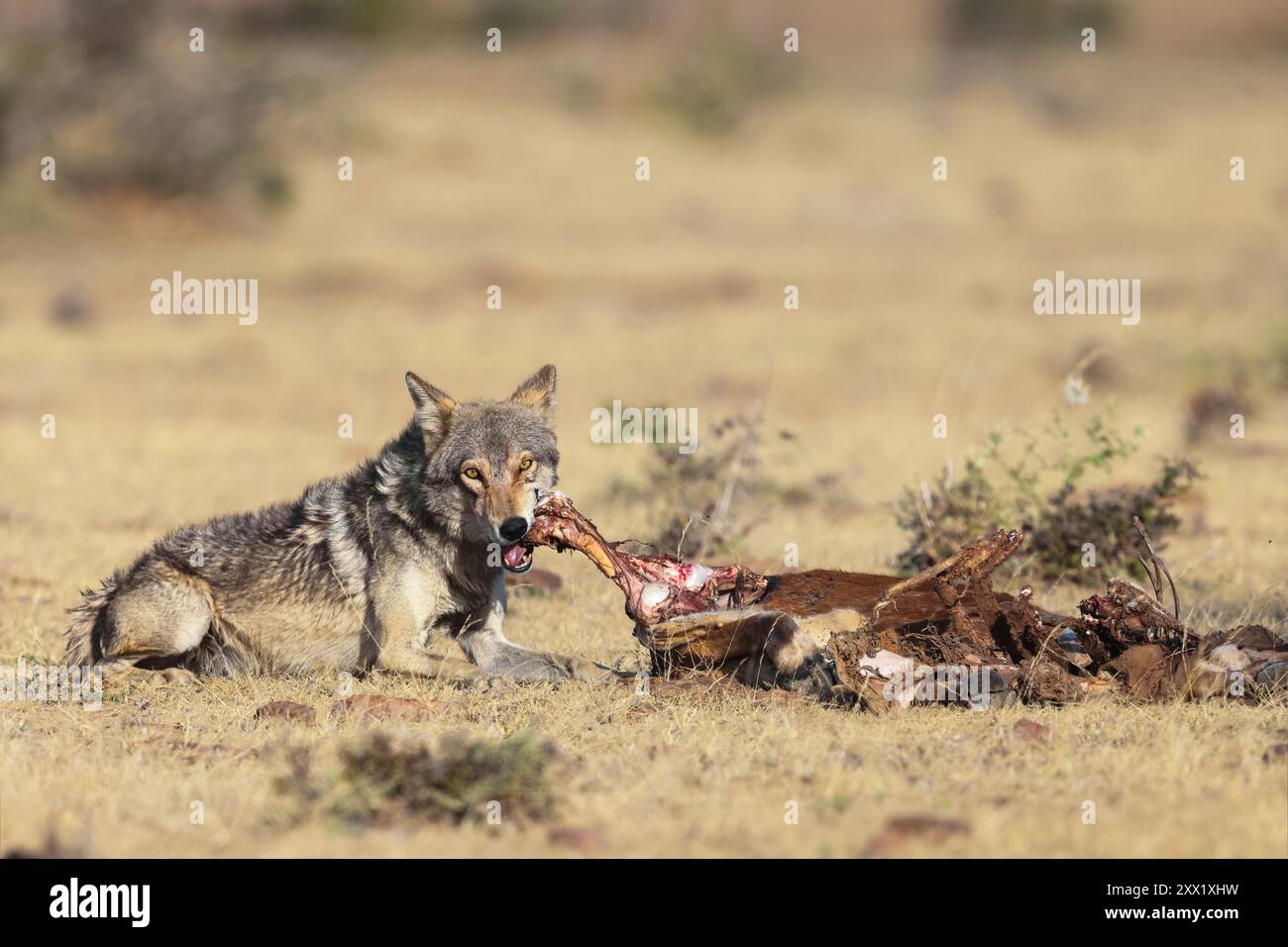 Der indische Wolf ist eine Unterart des Grauwolfs, die von Südwestasien bis zum indischen Subkontinent reicht und eine der am stärksten gefährdeten Arten ist. Stockfoto