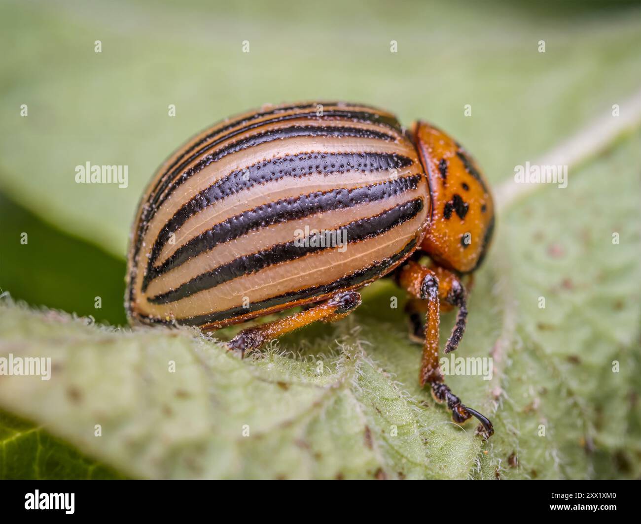 Nahaufnahme eines Kartoffelkäfers aus Colorado, der Kartoffelblätter isst Stockfoto