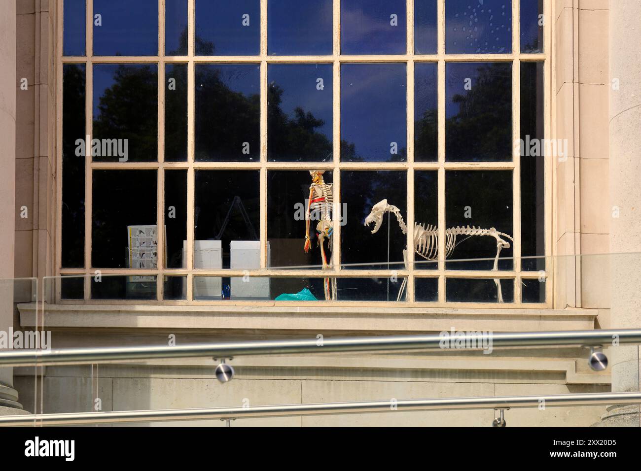 Skelettfiguren von Mensch und Hund (?) In einem Fenster, von der öffentlichen Straße, Cardiff, South Wales, Großbritannien. Vom August 2024 Stockfoto