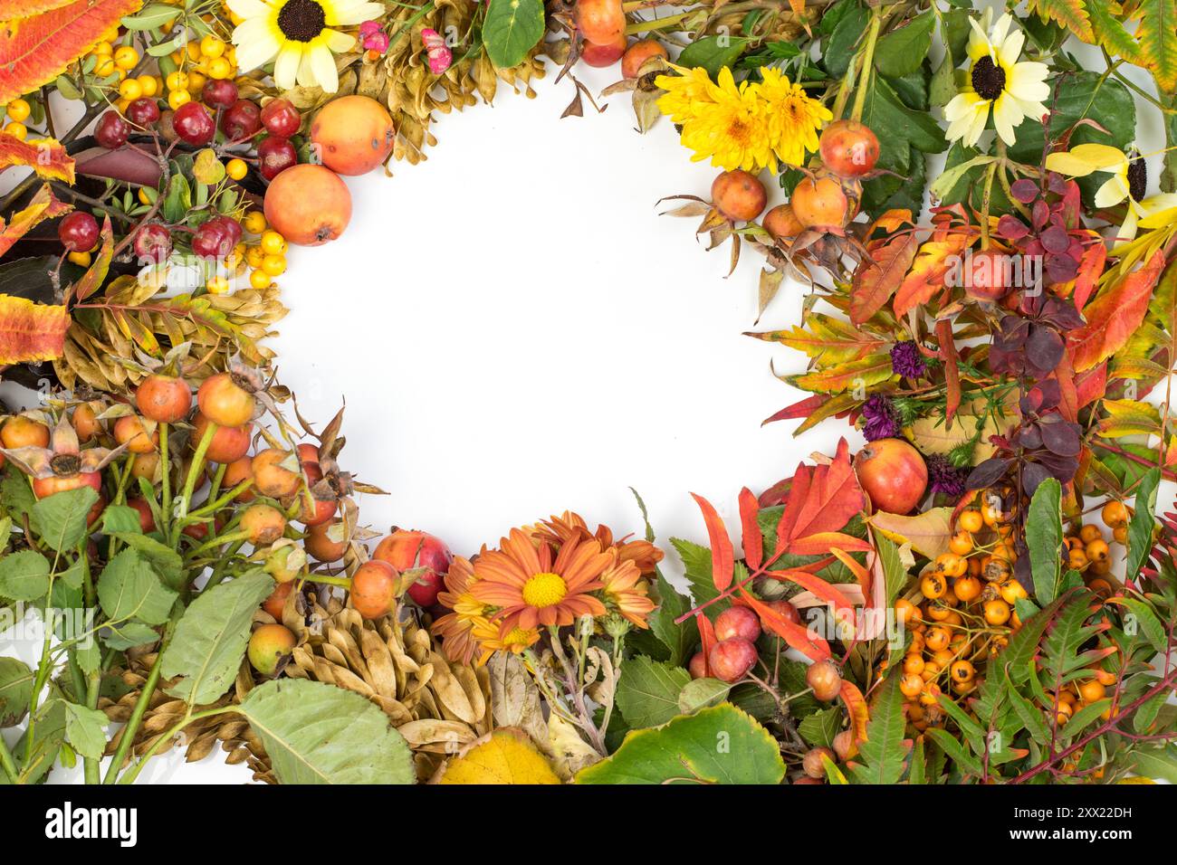 Rote Brühe, Orangenbeeren, Kiefernzapfen, grüne Pflanzen, bunte Blätter, Symbole des Herbstes, Basteln für kreative herbstliche Ideen Stockfoto