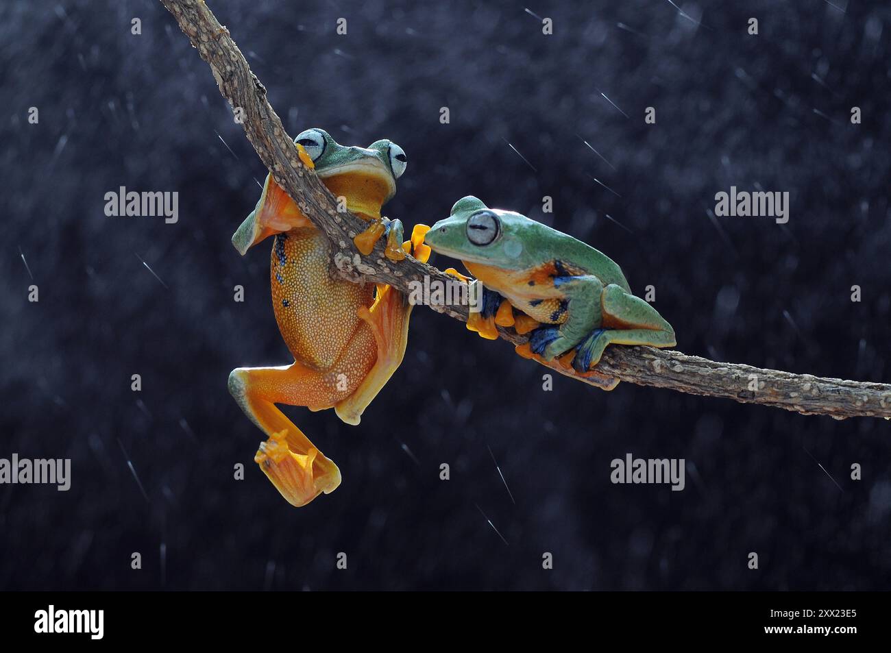 Zwei fliegende Frösche auf einem Zweig im Regen, Indonesien Stockfoto