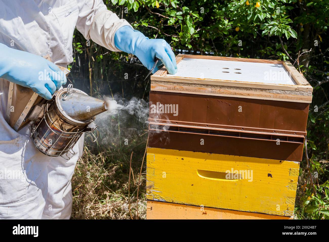 imker vor seinem Bienenstöcke raucht die Bienen, um an der Wabe zu gelangen. Bauer im Bienenanzug, der mit Wabenwaben arbeitet Stockfoto