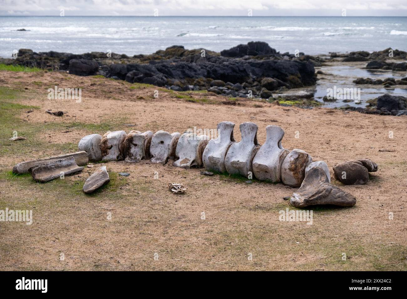 Walskelett am Ytri Tunga Beach, Snaefellsnes Peninsula, Island Stockfoto