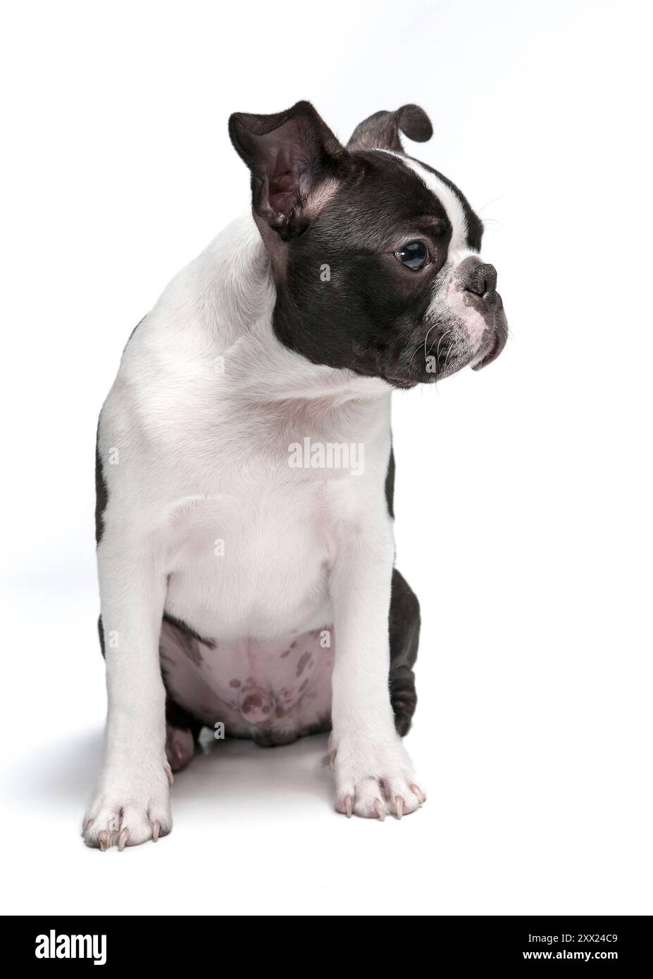 Geschnittener und entzückender Boston Terrier reinrassiger Welpe, Studio-Aufnahme, sitzend, vor weißem Hintergrund. Junger schwarzer und weißer Hund isoliert Stockfoto