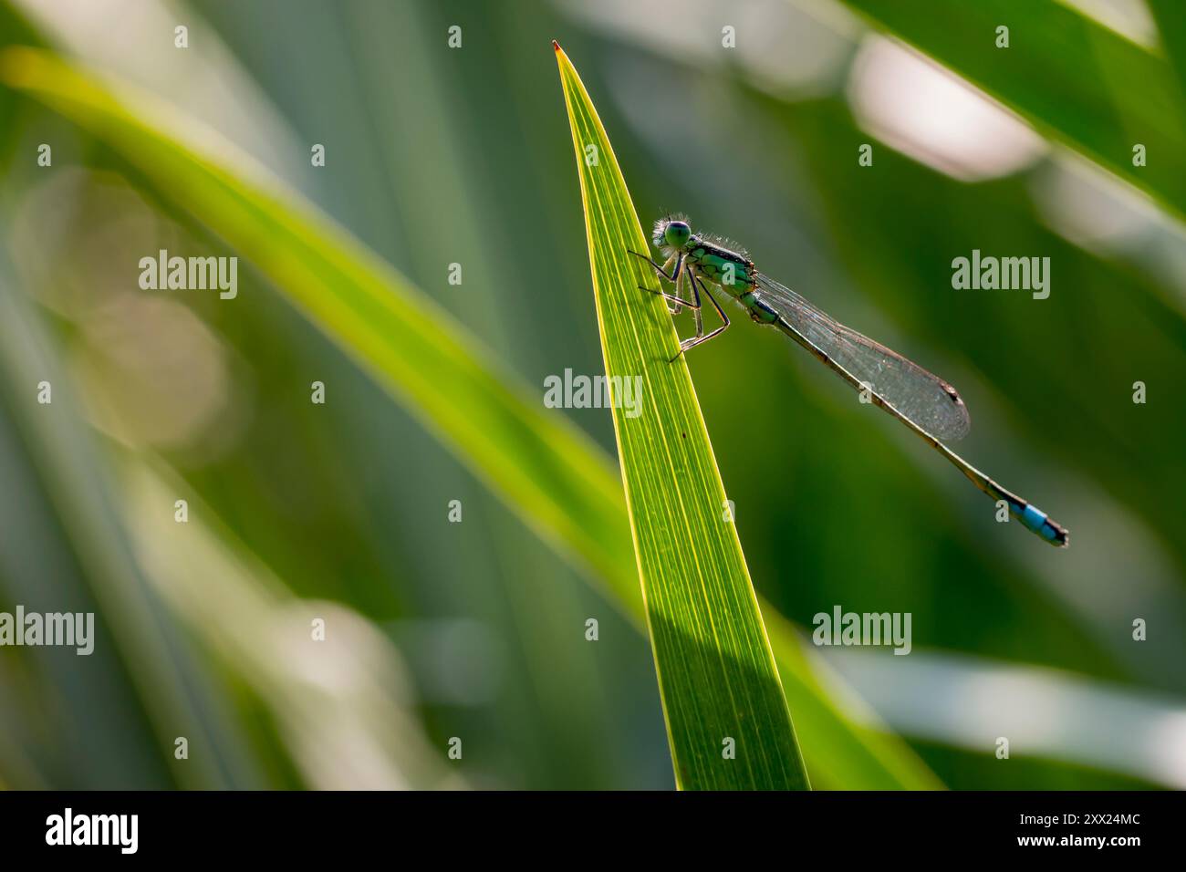 Gemeine Blausegel-Damselfliege. Nahaufnahme einer Damselfliege, die ein Insekt isst. Wunderschöne niedliche Libelle Ischnura elegans Nahaufnahme vor verschwommenem Hintergrund. Stockfoto