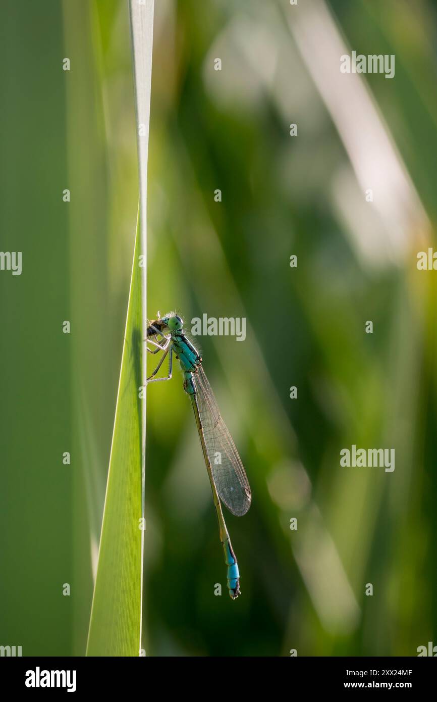 Ischnura elegans - gemeine Blausegel-Jungfliege. Nahaufnahme einer Damselfliege, die ein Insekt isst. Wunderschöne, süße Libelle Ischnura elegans. Stockfoto