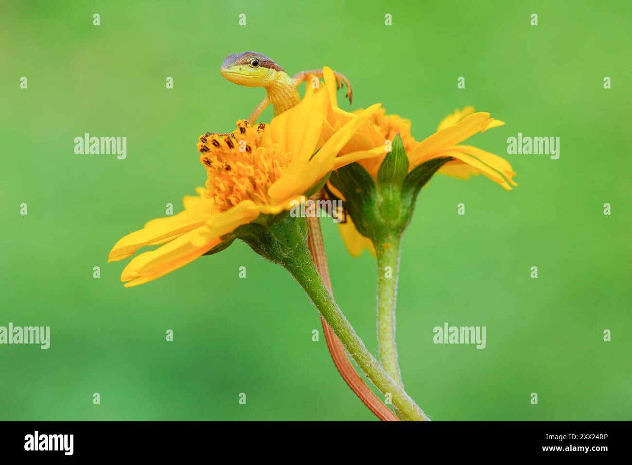 Nahaufnahme einer kleinen Eidechse, die auf einen Blumenkopf klettert, Indonesien Stockfoto