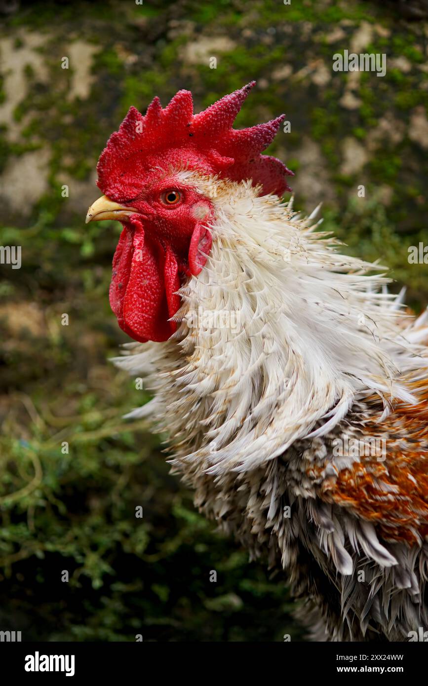 Nahaufnahme des Kopfes eines Hahns mit rotem Kamm, Indonesien Stockfoto