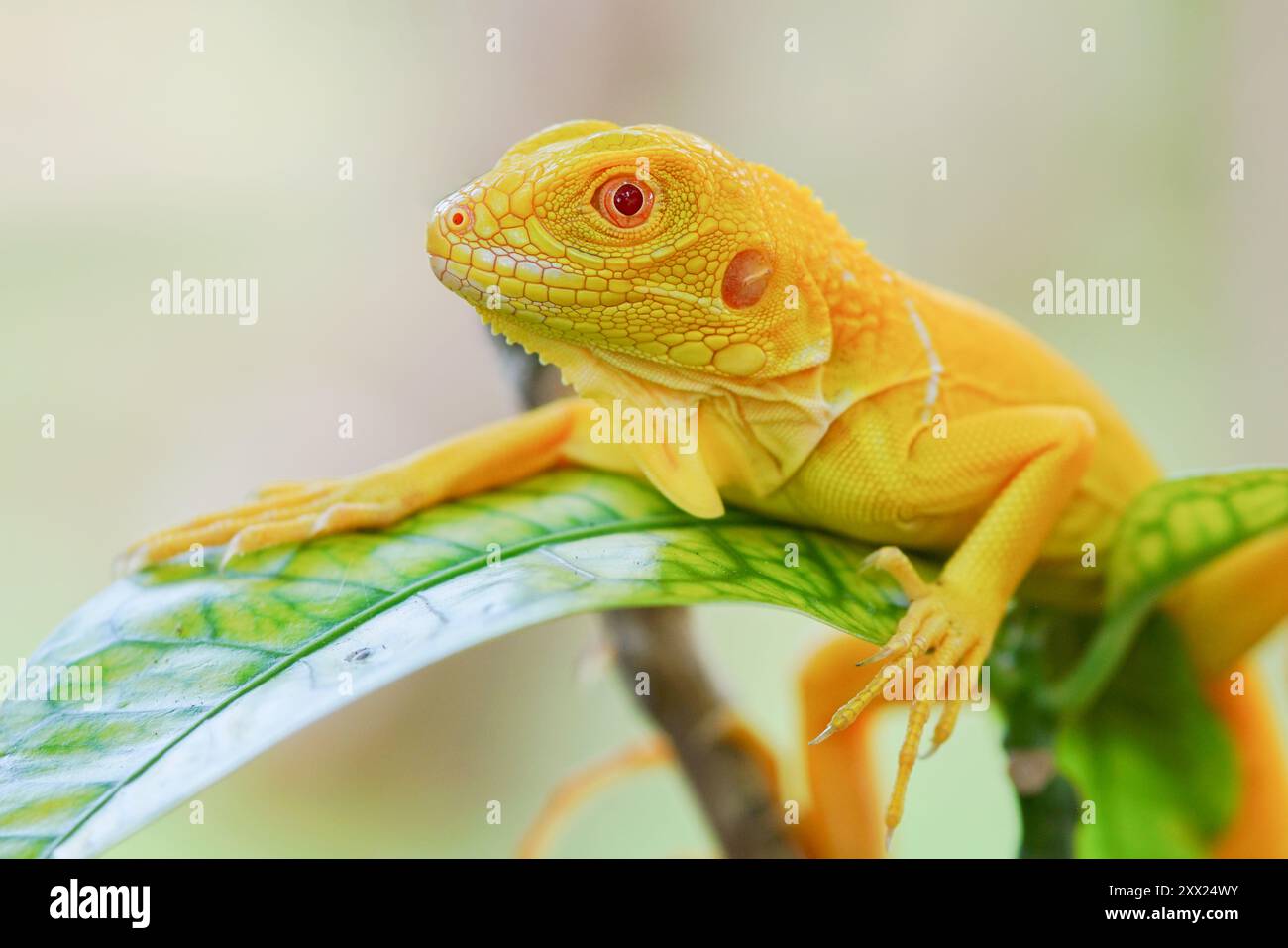 Nahaufnahme eines Albino-Leguans auf einem Blatt, Indonesien Stockfoto