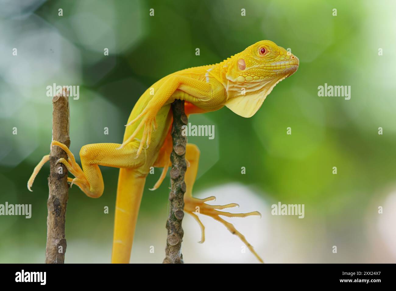 Nahaufnahme eines Albino-Leguans, der auf zwei Zweigen in Indonesien balanciert Stockfoto