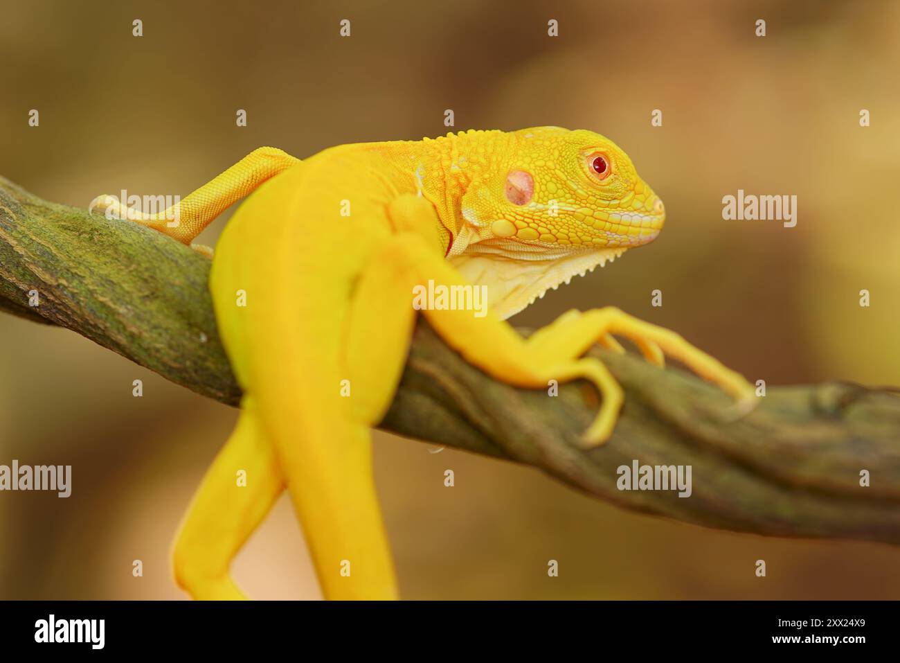 Nahaufnahme eines Albino-Leguans auf einem Ast, Indonesien Stockfoto