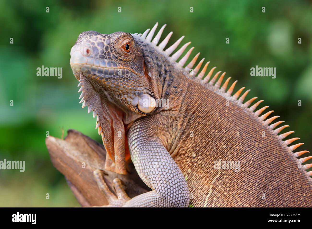 Nahaufnahme eines braunen Leguans auf einem Zweig in Indonesien Stockfoto