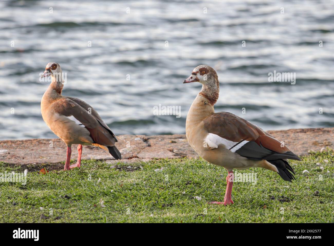 Nahaufnahme einer ägyptischen Gans, die Gras isst, an der Grenze zum Fluss Douro, nördlich von Portugal. Stockfoto