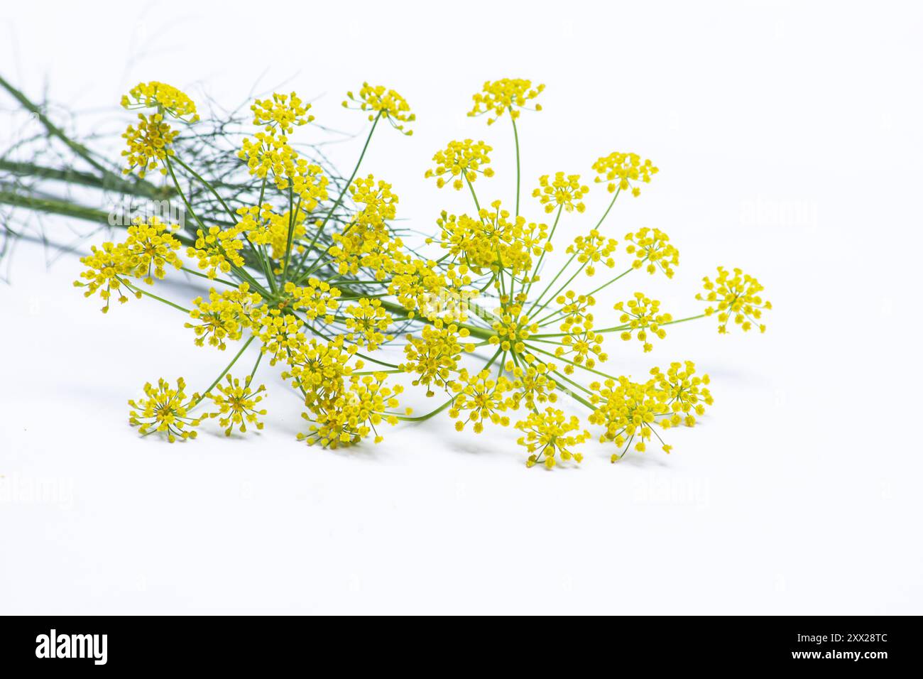 Süße Fenchelblüten (Fenchel (Foeniculum vulgare) auf weißem Hintergrund Stockfoto