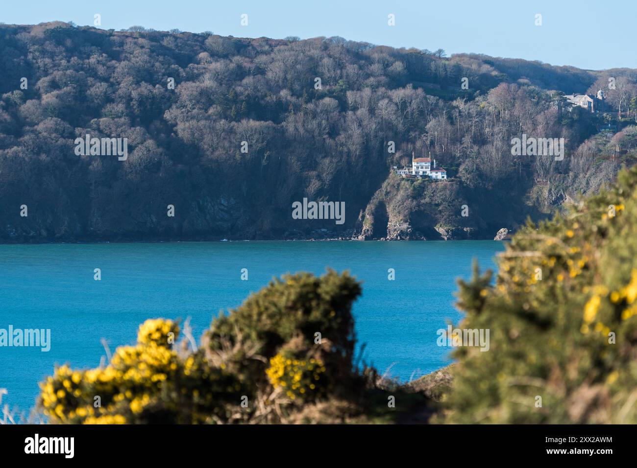 Heller Winterblick auf Sharpitor, einschließlich Overbecks, vom East Portlemouth South West Coastal Path mit blühendem gelben Ginster im Vordergrund Stockfoto