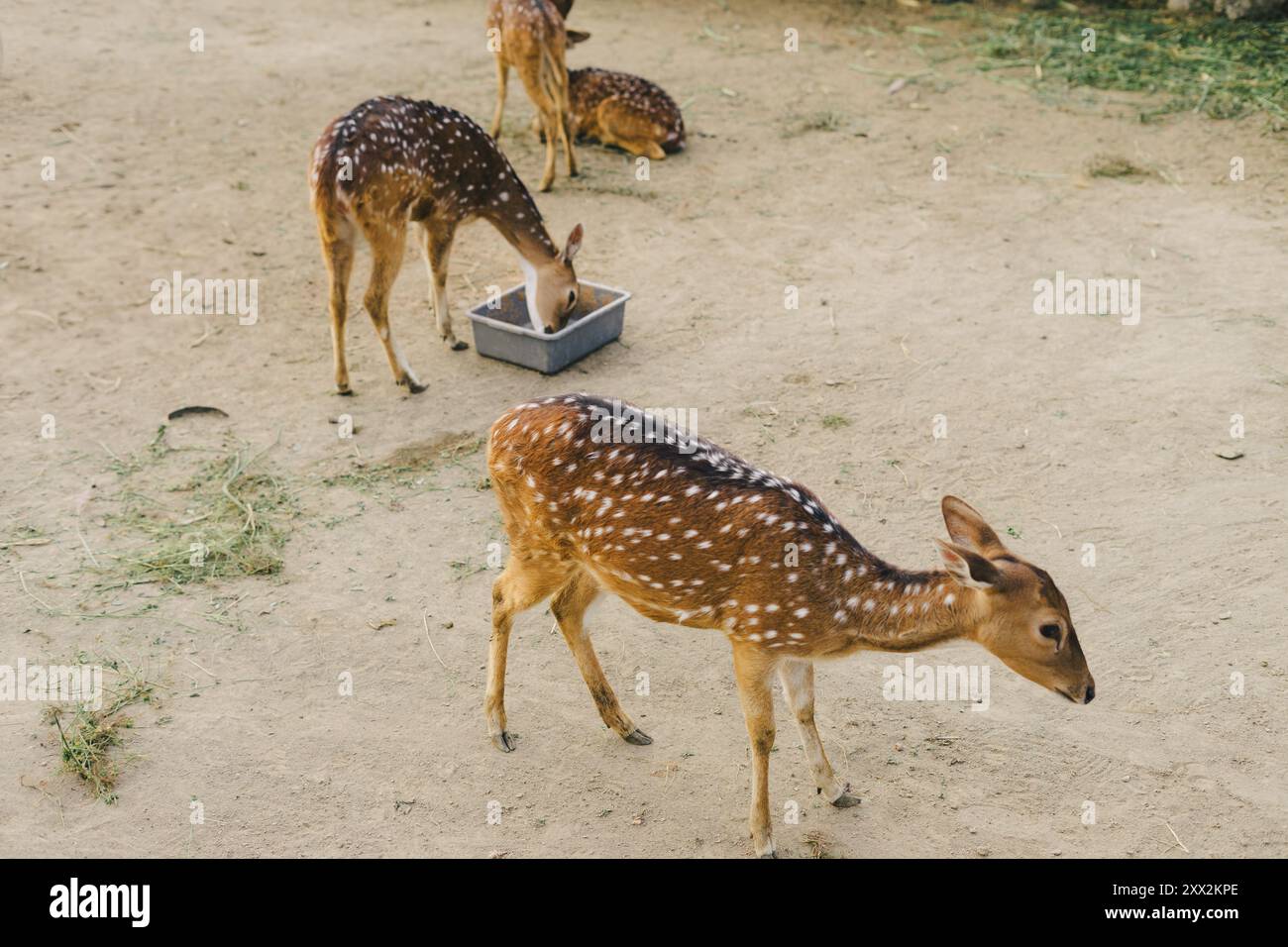 Eine Gruppe von Hirschen, die in einem Stall stehen und Gras aus einem Futterbehälter essen Stockfoto