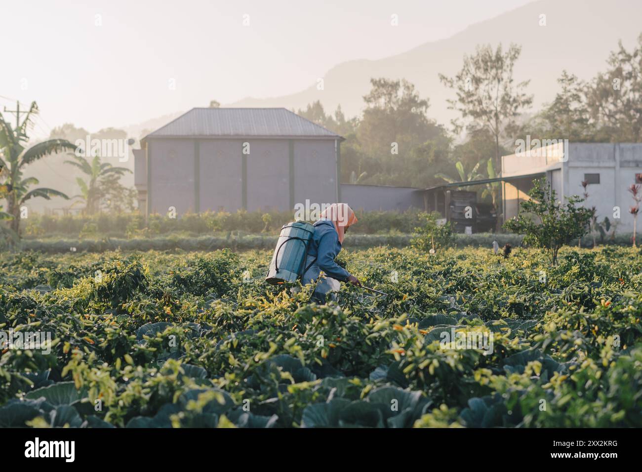 Eine Farmerin, die Pestizide auf einem Bauernhof sprüht Stockfoto