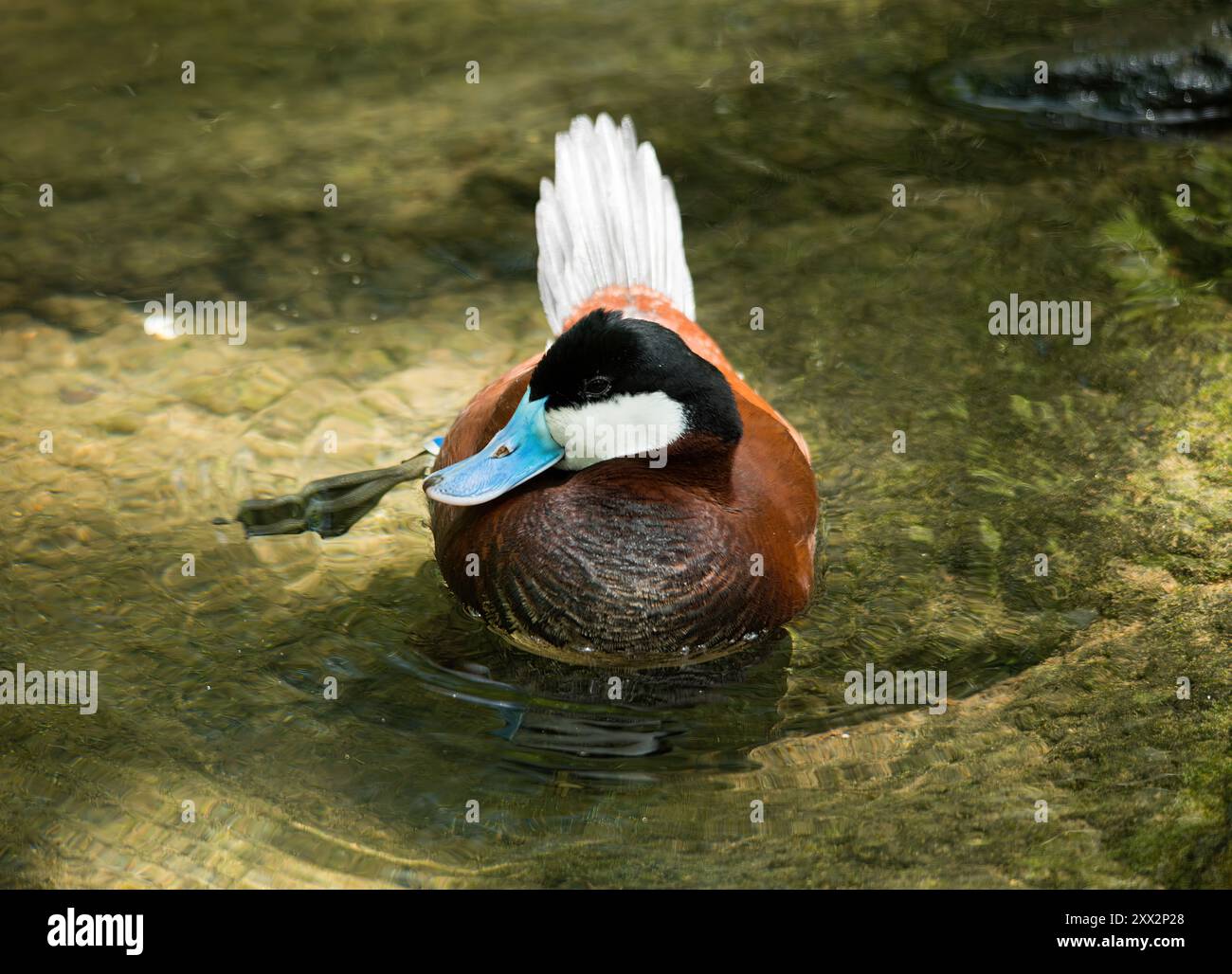 Nordamerikanische Ruddy Duck Stockfoto