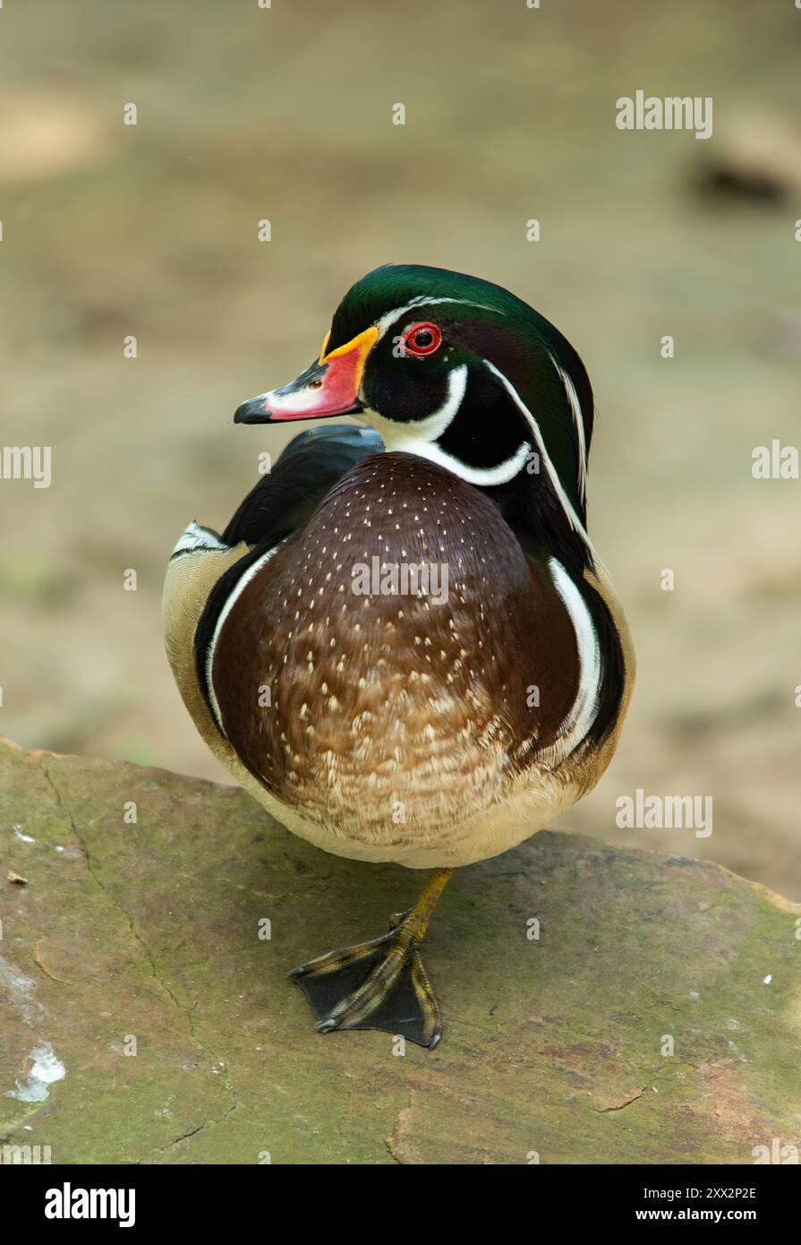 Nordamerikanische Holzente Stockfoto