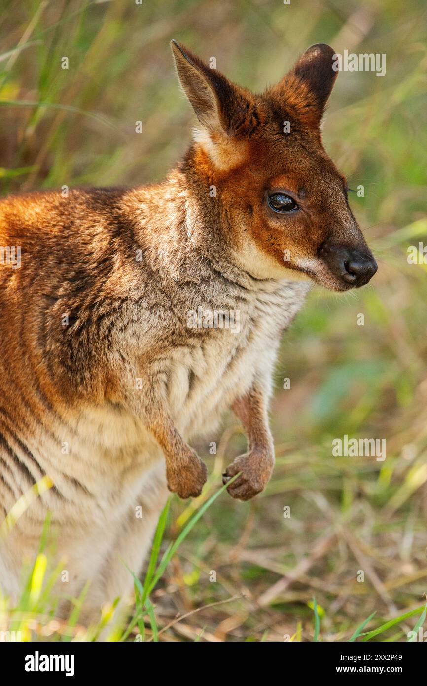 Der Rotbeinpademelon ist eine Art kleiner Makropoden, die an der Nordostküste Australiens zu finden ist. Stockfoto