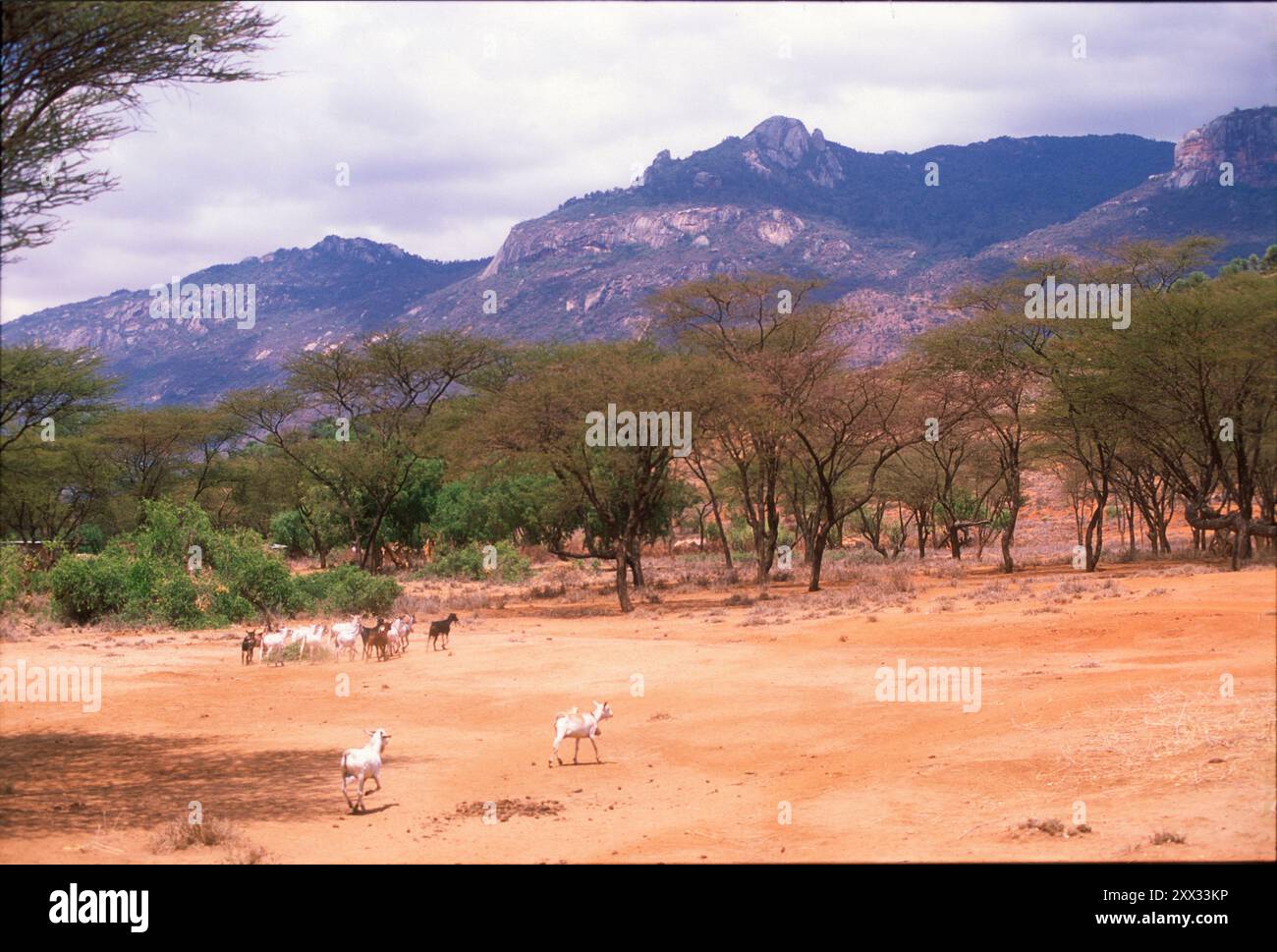 Landschaft in South Horr, Nordkenia Stockfoto