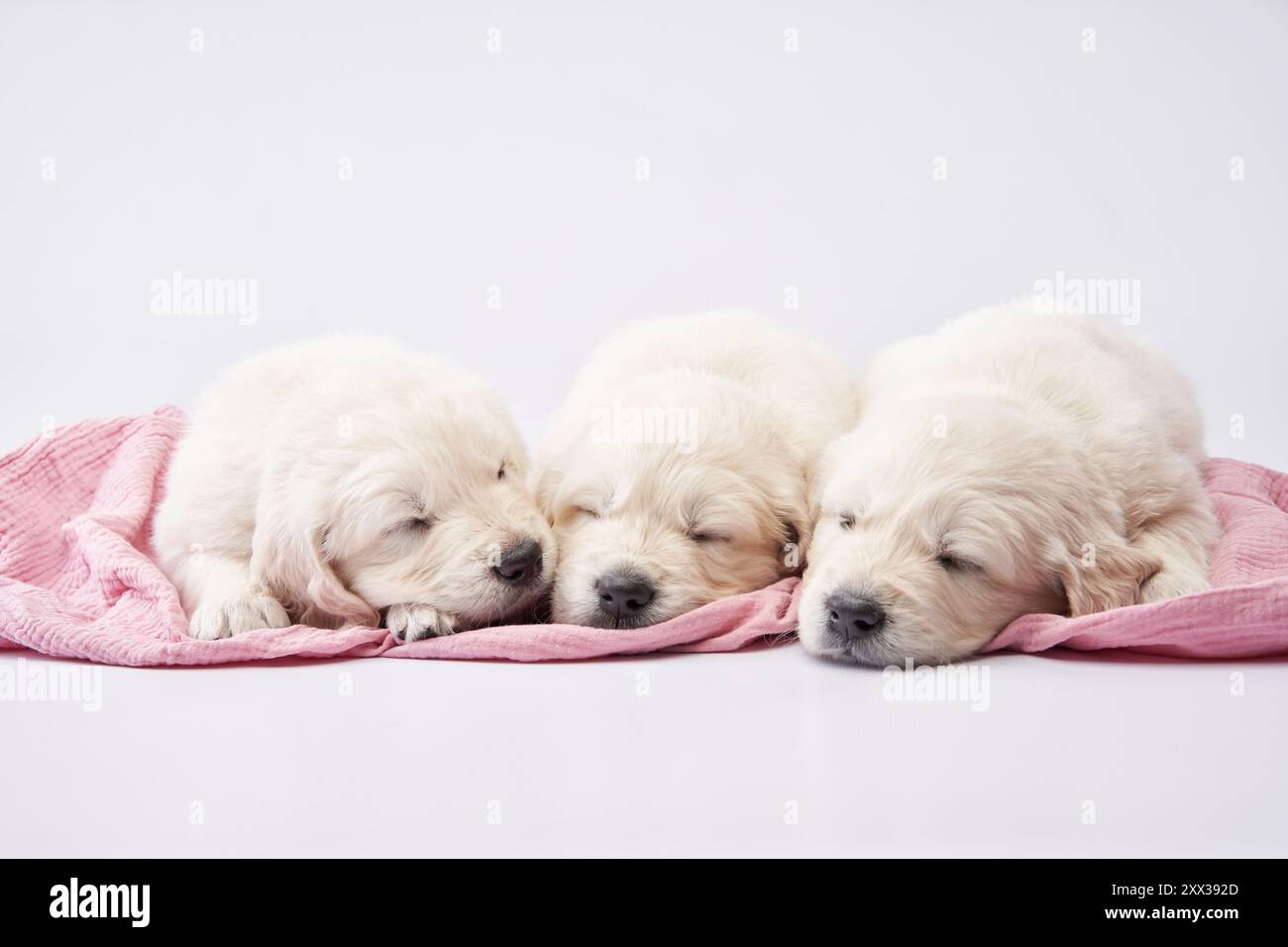 Drei Golden Retriever Welpen werden in einem herzerwärmenden Schlummer gefangen und auf eine weiche rosa Decke gekuschelt Stockfoto