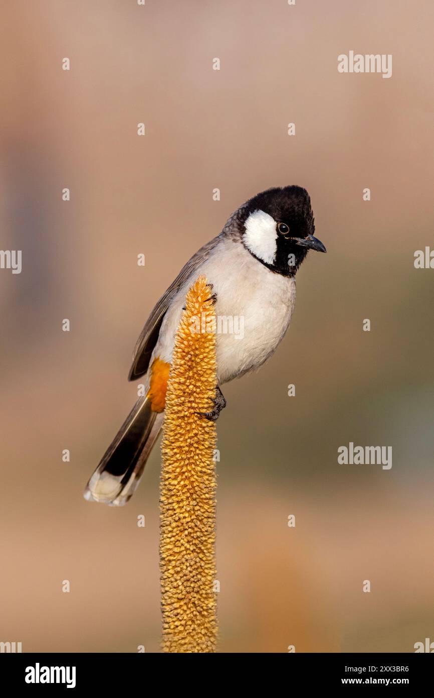 Der Weißohr-Bulbul ist ein Mitglied der Bulbul-Familie. Sie kommt im Südwesten Asiens von Indien bis zur arabischen Halbinsel vor. Stockfoto