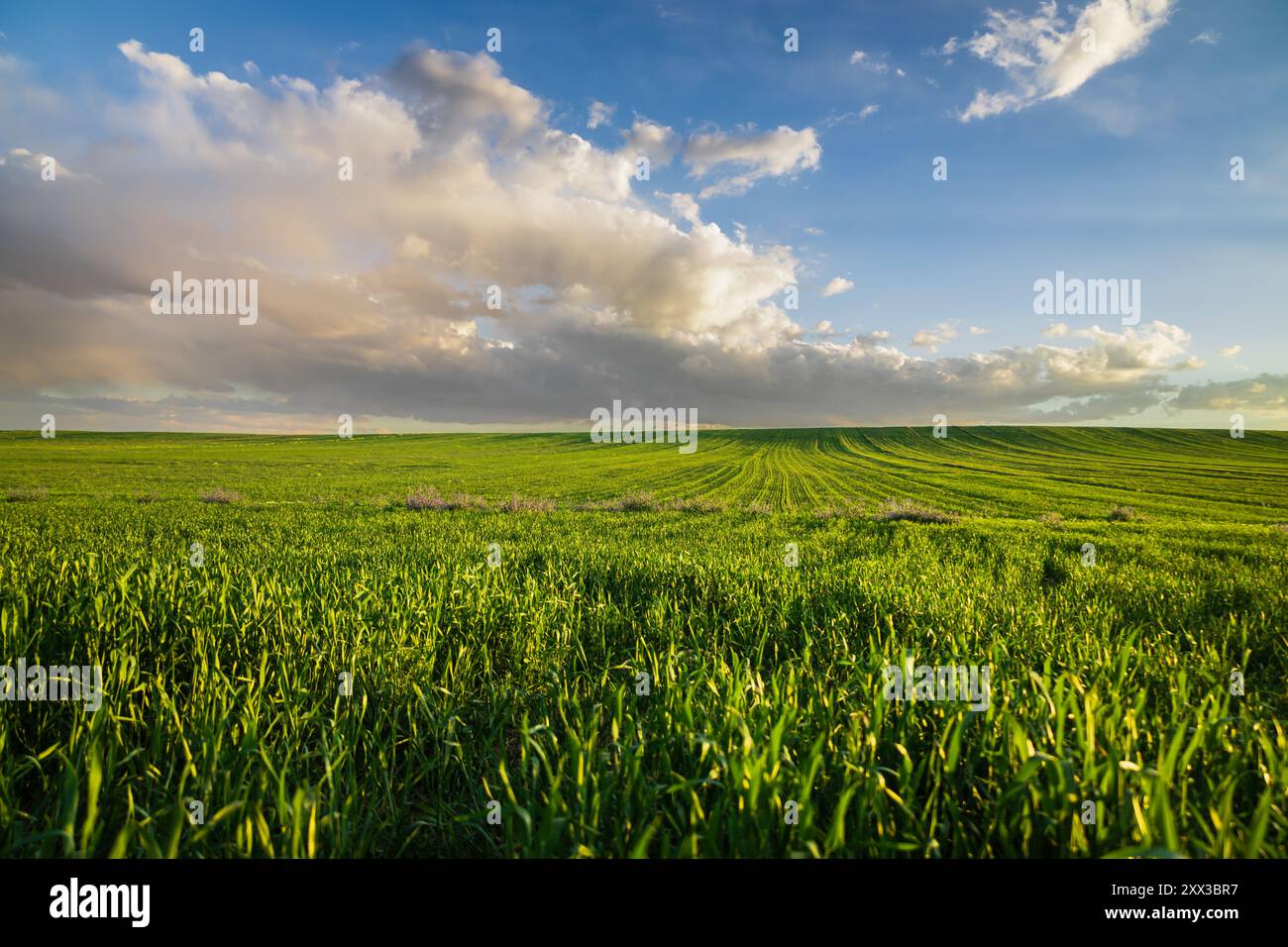 Felder von grünem Weizen in der Frühlingslandschaft, Wolken am blauen Himmel, Felder von Gras auf dem Land, landwirtschaftlicher ländlicher Hintergrund Stockfoto