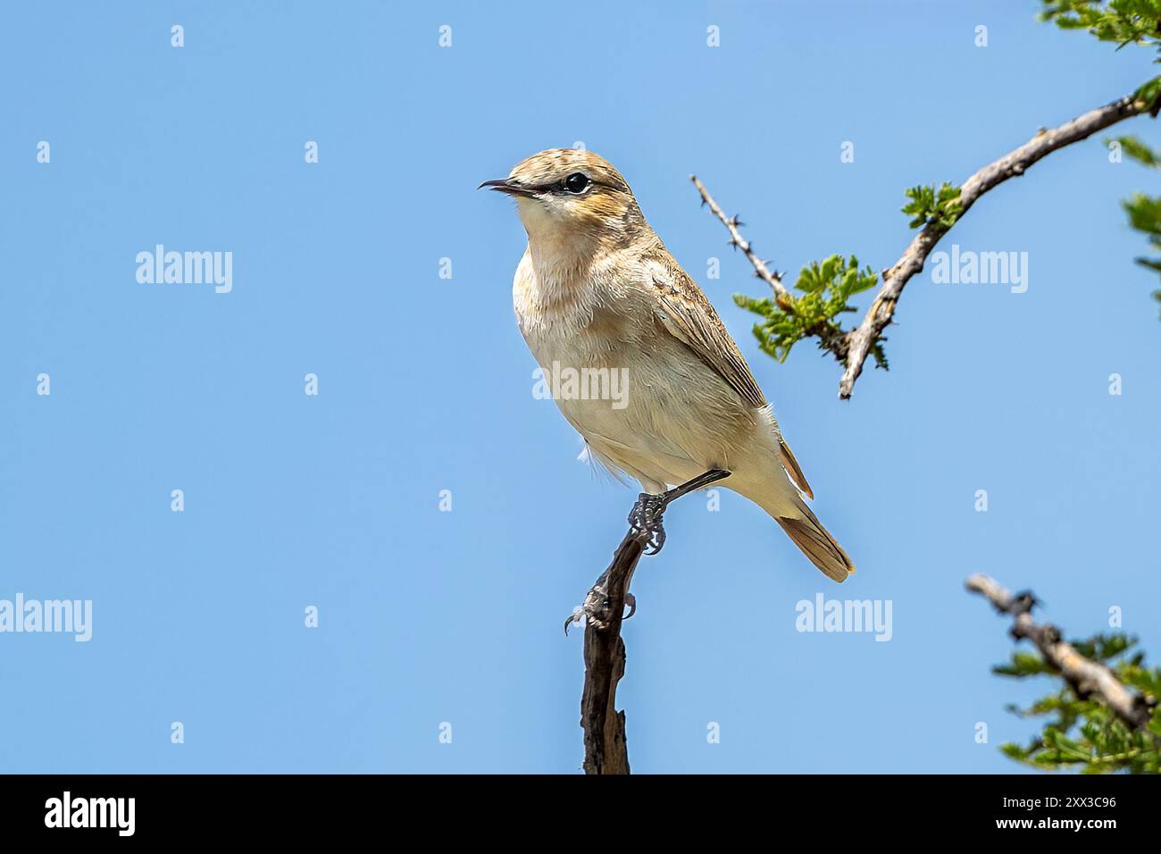 Isabelline Wheatear, Lake Natron, Tansania Stockfoto