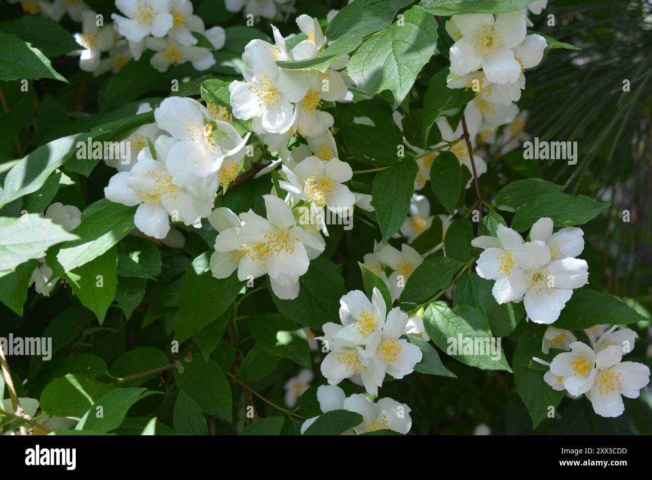 Schöne und helle Fotos von Blumen, Natur, Garten. Helle weiße Blumen, Jasminsträucher mit grünen Blättern, beleuchtet durch Sonnenlicht. Stockfoto