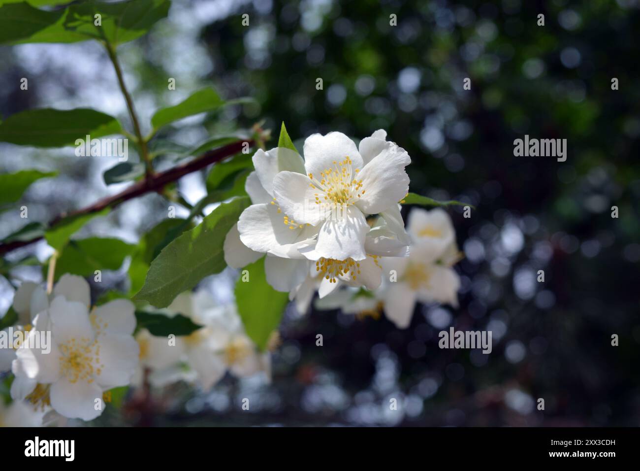 Schöne und helle Fotos von Blumen, Natur, Garten. Helle weiße Blumen, Jasminsträucher mit grünen Blättern, beleuchtet durch Sonnenlicht. Stockfoto