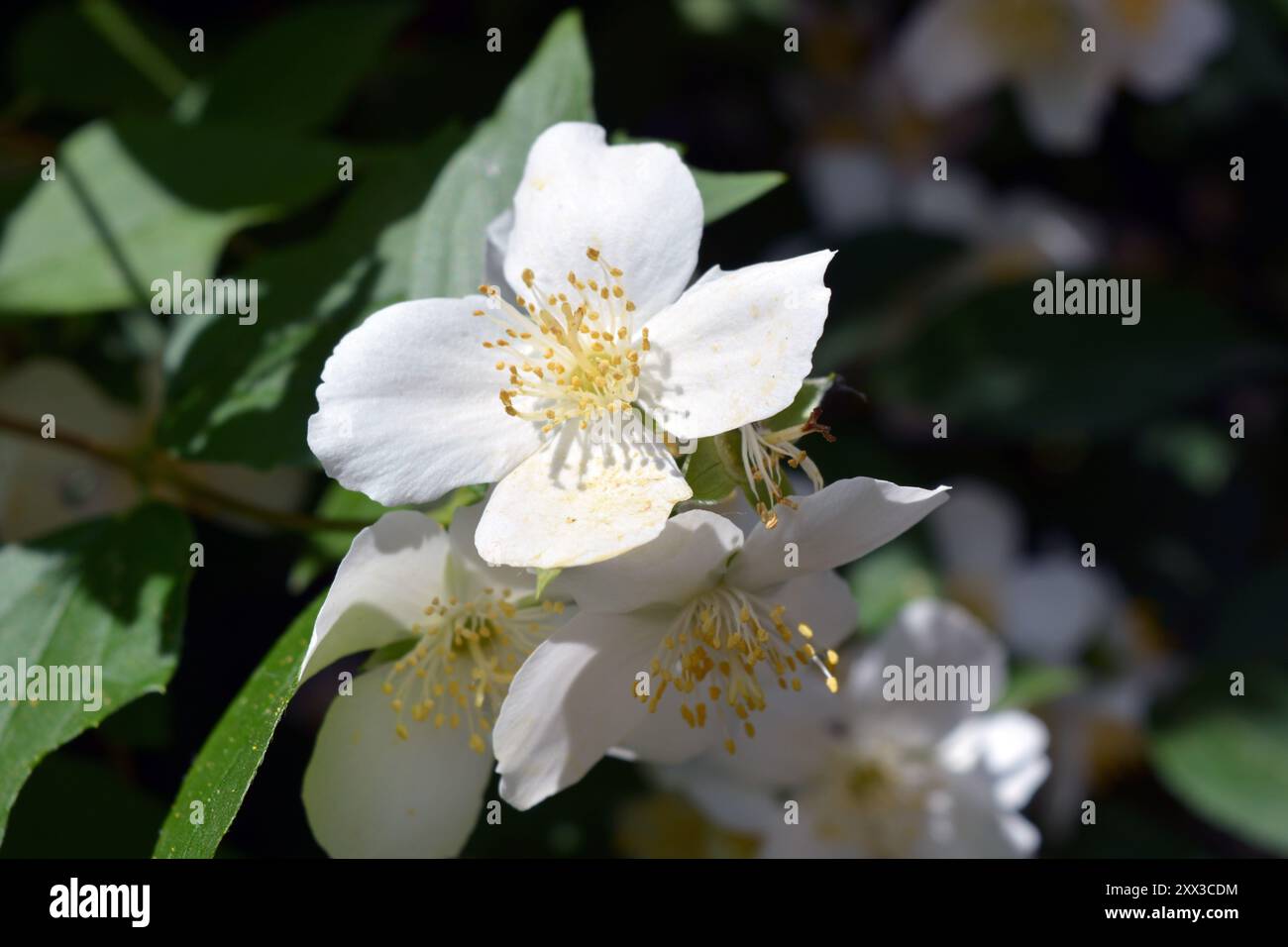 Schöne und helle Fotos von Blumen, Natur, Garten. Helle weiße Blumen, Jasminsträucher mit grünen Blättern, beleuchtet durch Sonnenlicht. Stockfoto