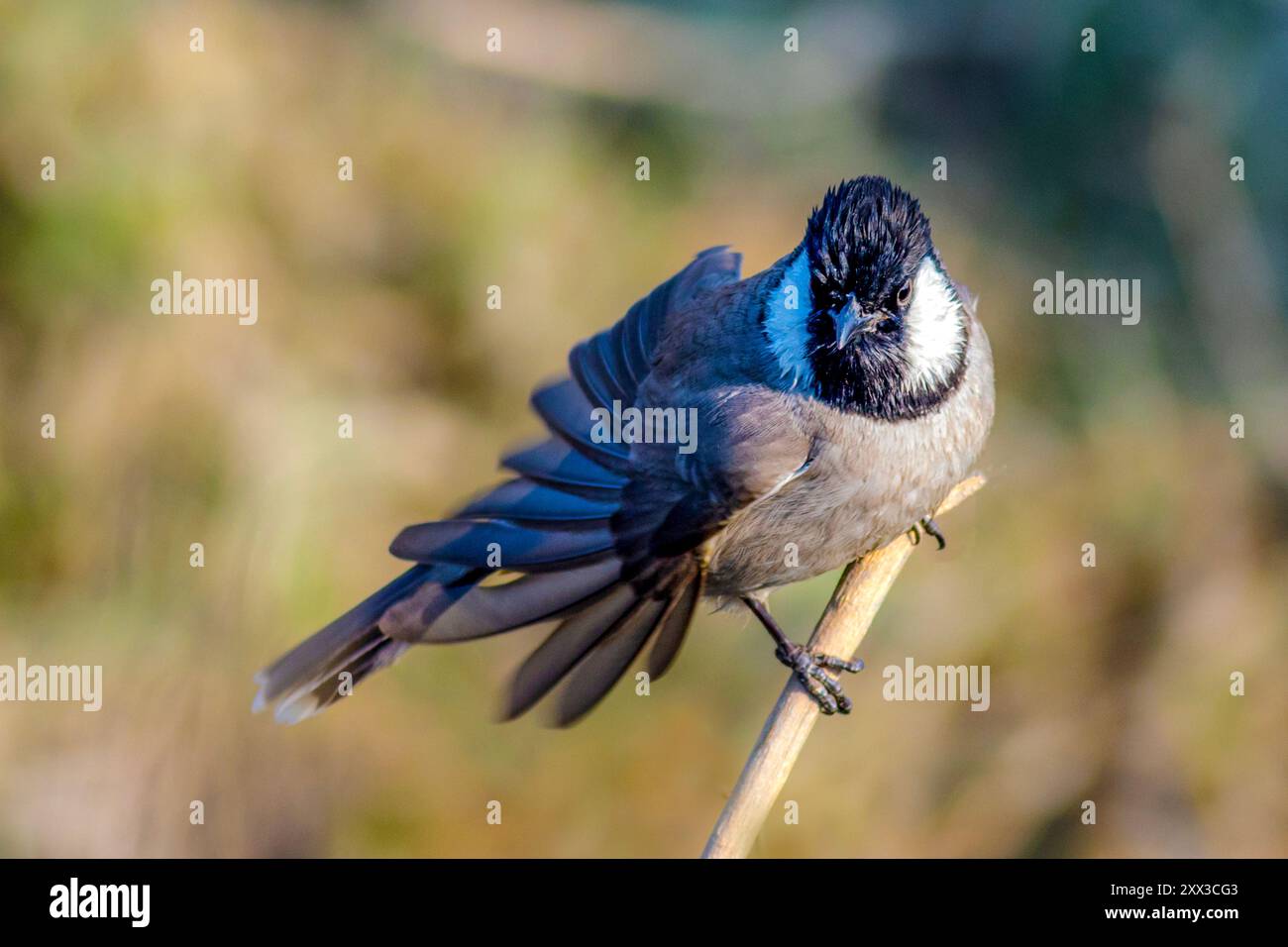 Der Weißohr-Bulbul ist ein Mitglied der Bulbul-Familie. Sie kommt im Südwesten Asiens von Indien bis zur arabischen Halbinsel vor. Stockfoto