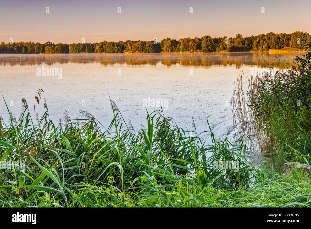 Staw Nowy, Teich, bei Sonnenaufgang, vom Deich zwischen Teichen, Schilfbetten in Feuchtgebieten im Barycz Valley Landscape Park, nahe Milicz, Niederschlesien, Polen Stockfoto