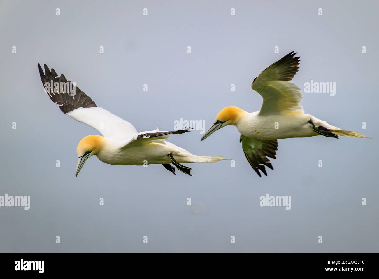 Ein Paar Gannet - Morus bassanus fliegt Stockfoto