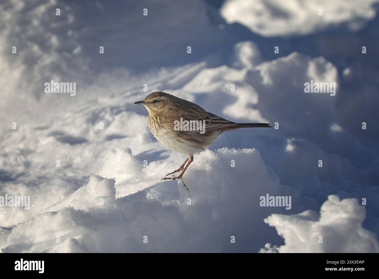 Weibliche Gemeinsame Linnet (?) Fotografiert im Schnee auf Roy's Peak, Wanaka, Neuseeland Stockfoto